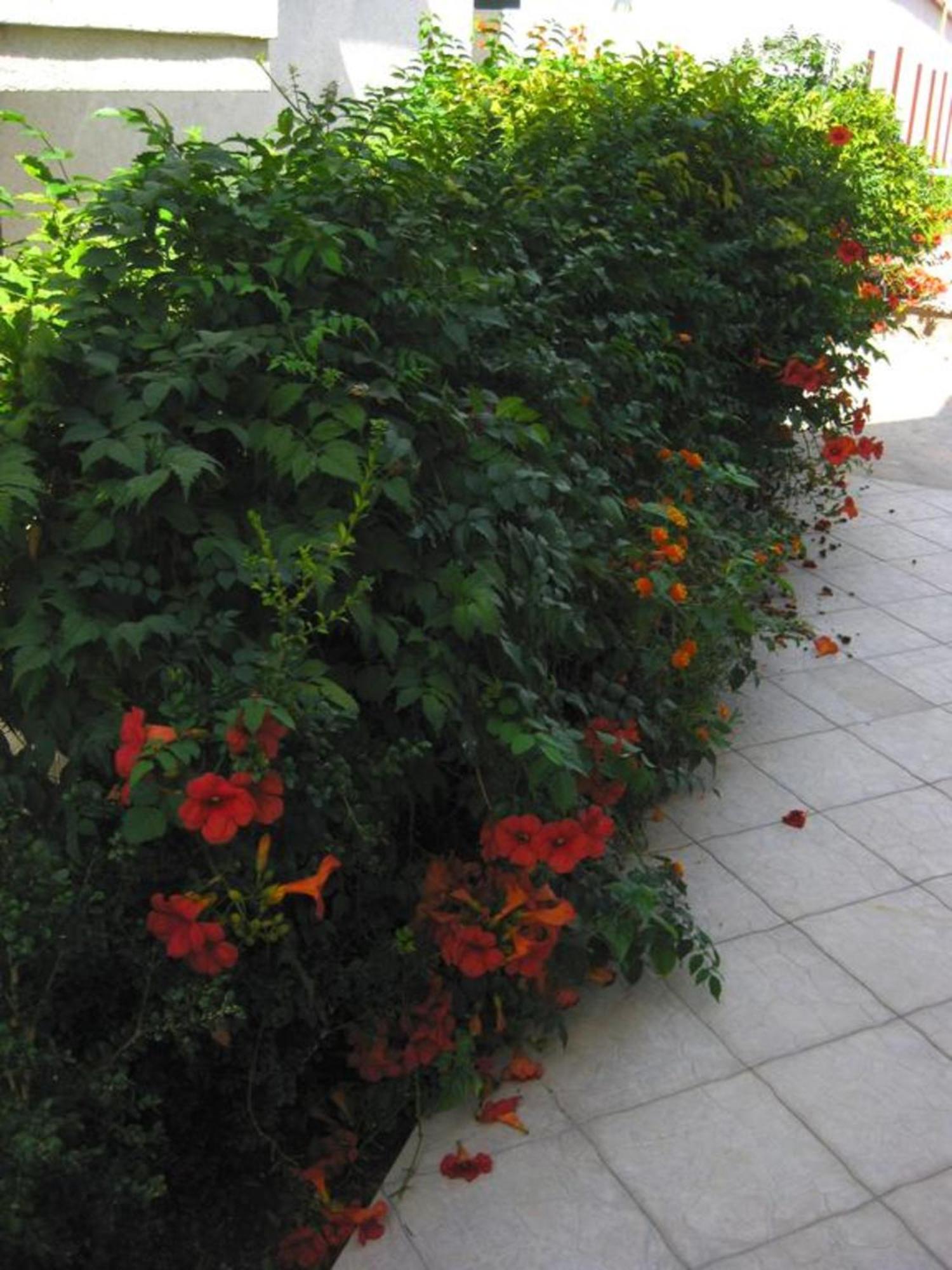 Villa Alba Apartments Dobra Voda Exterior photo